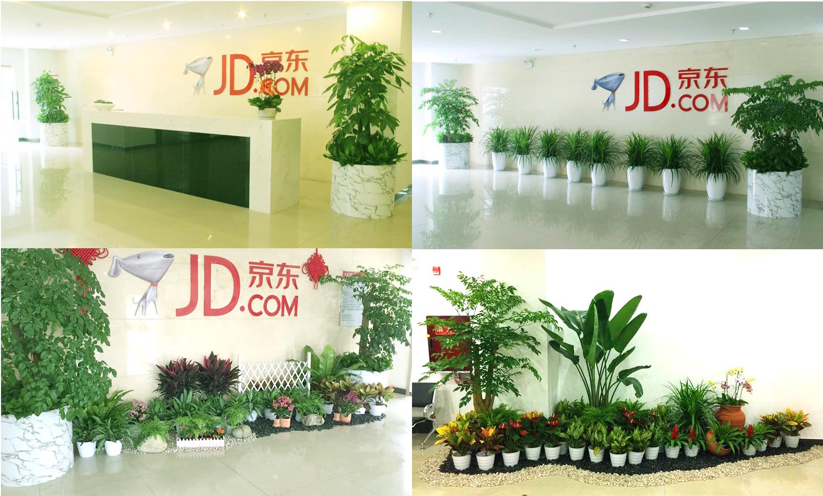 京東集團室內(nèi)植物租賃項目-上海雅騰綠化有限公司